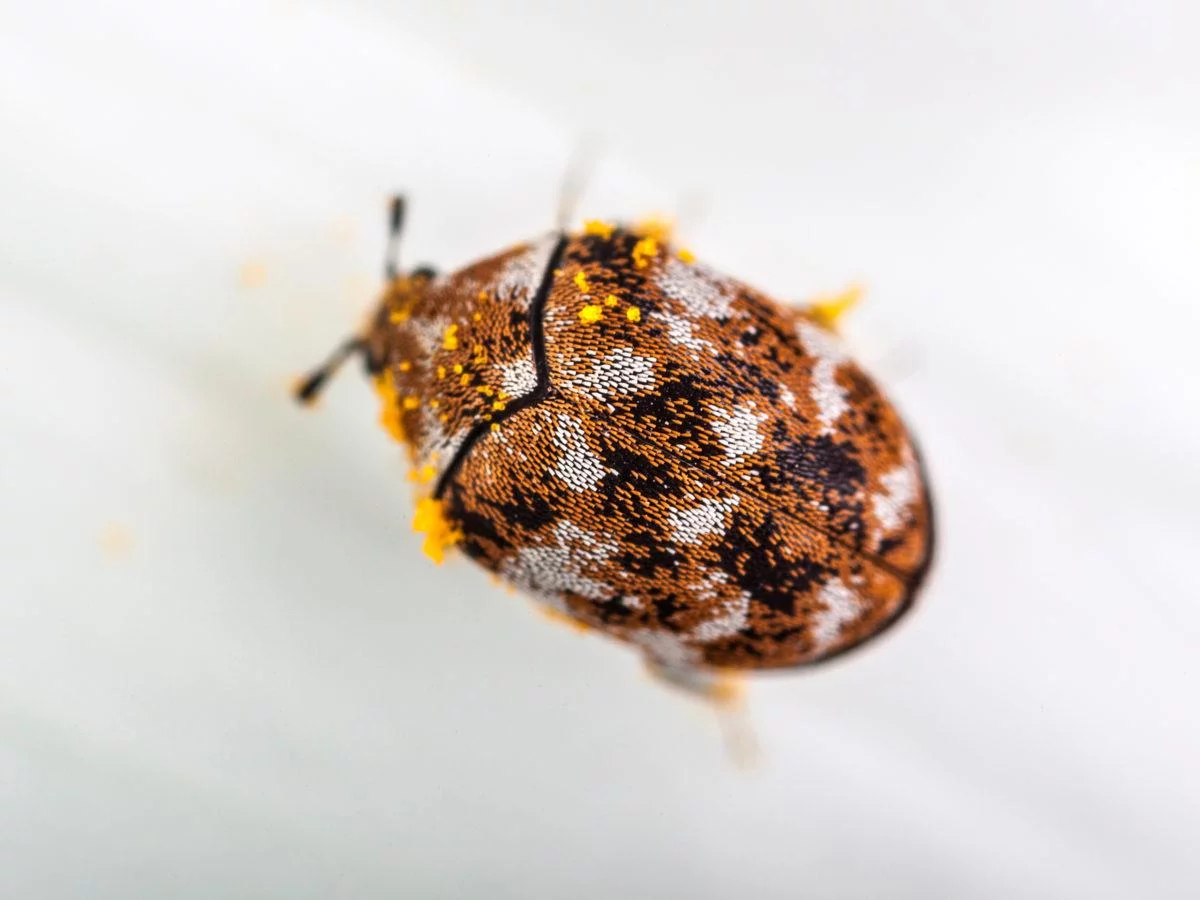 Images Of Carpet Beetle Rash Two Birds Home